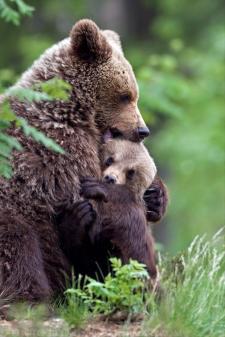 mama-bear-is-hugging-her-cub
